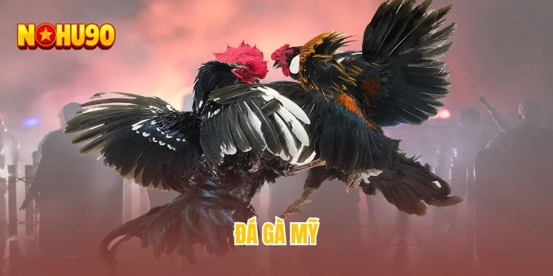 Đá gà Mỹ