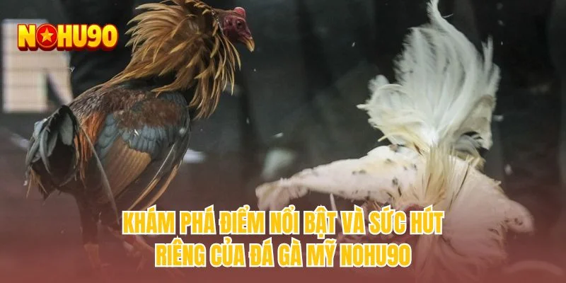 Khám phá điểm nổi bật và sức hút riêng của đá gà Mỹ NOHU90